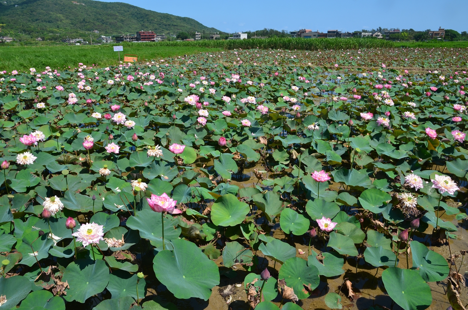 金山溼地