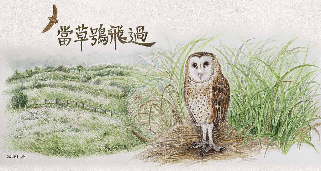 當草鴞飛過