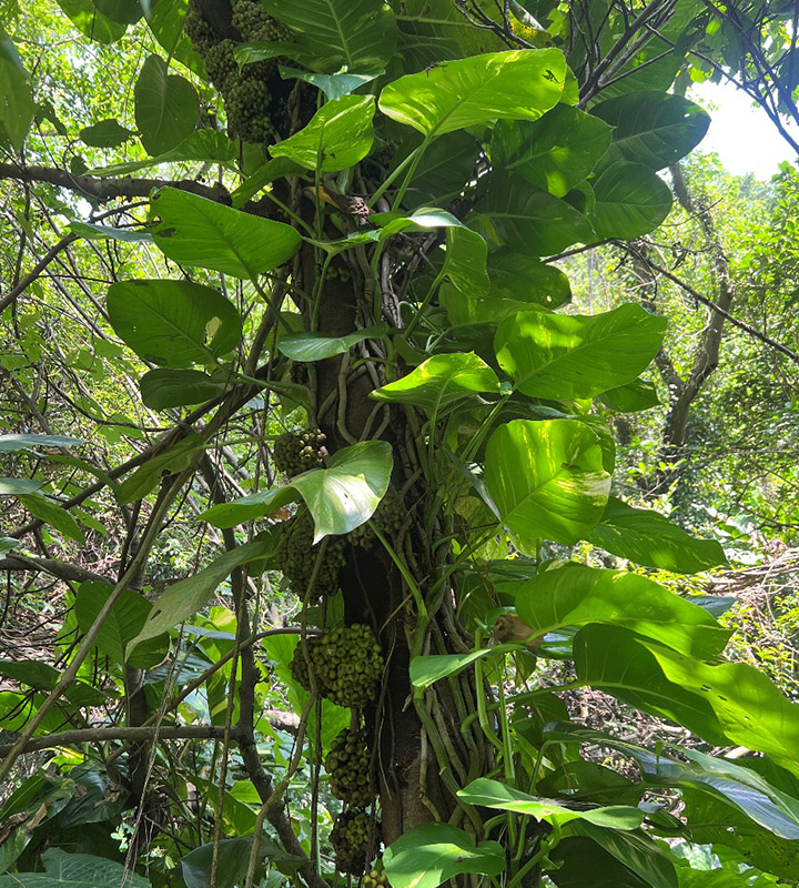 Public Info | ColumnForest trauma in Fuyang Eco Park