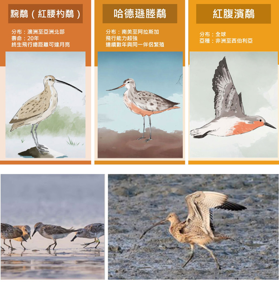 FLYWAYS