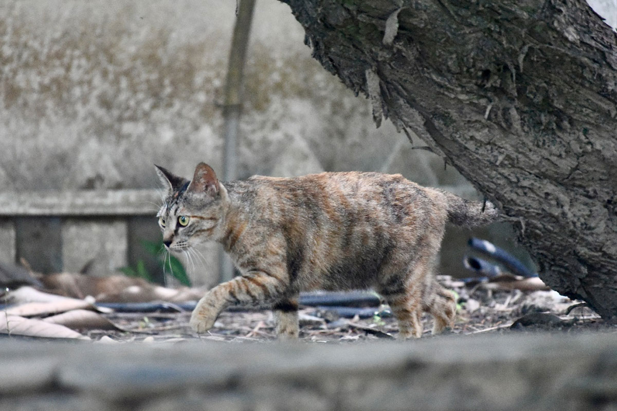 Caught by Cats