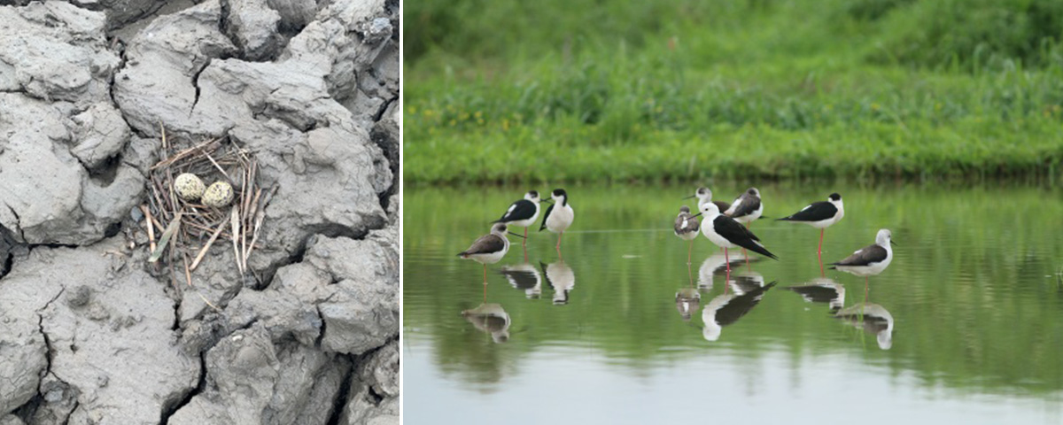 Guandu Nature Park