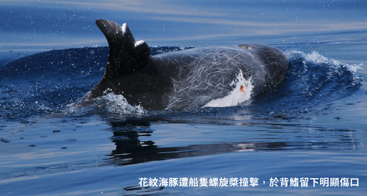 黑潮「海洋綠洲」計畫