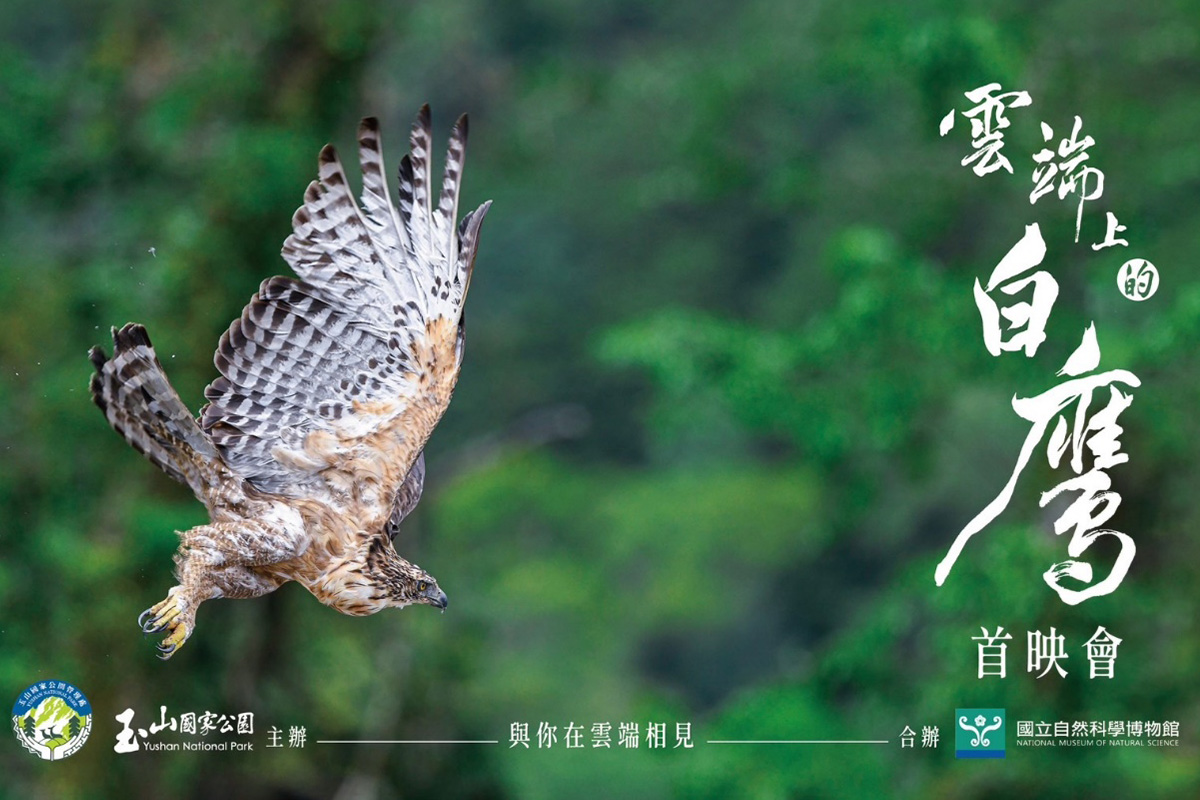雲端上的白鷹