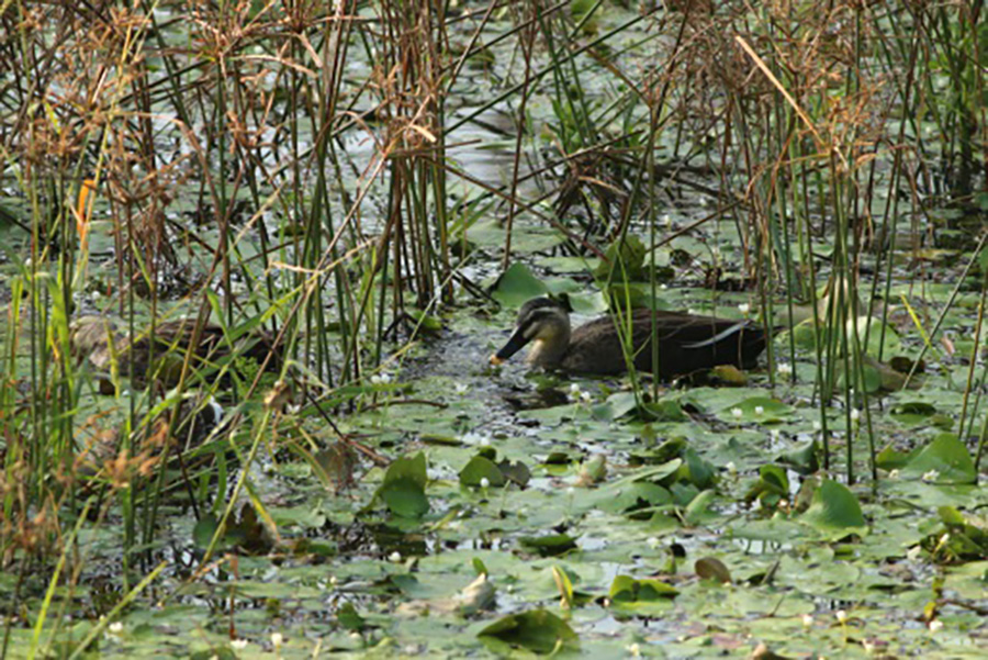 Guandu Nature Park