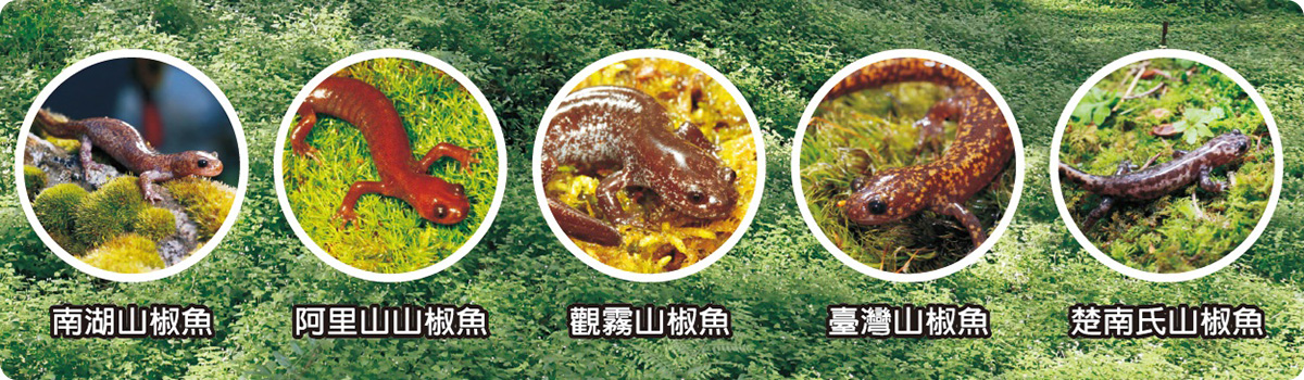 山椒魚來了~高中學校推廣計畫