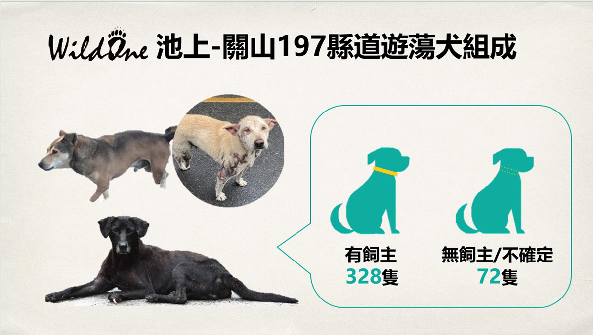 遊蕩犬貓問題