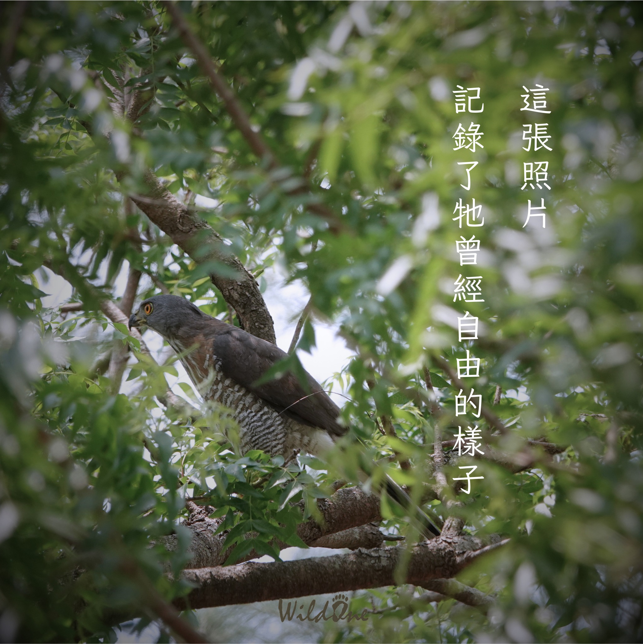 野灣調查員札記｜當我們再次遇見牠們，卻已來不及挽回