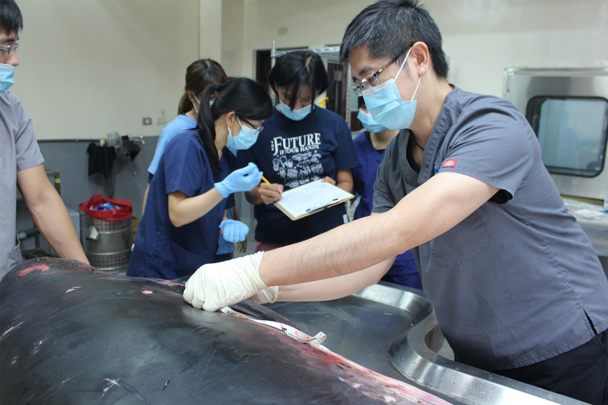 鯨豚的海洋危機