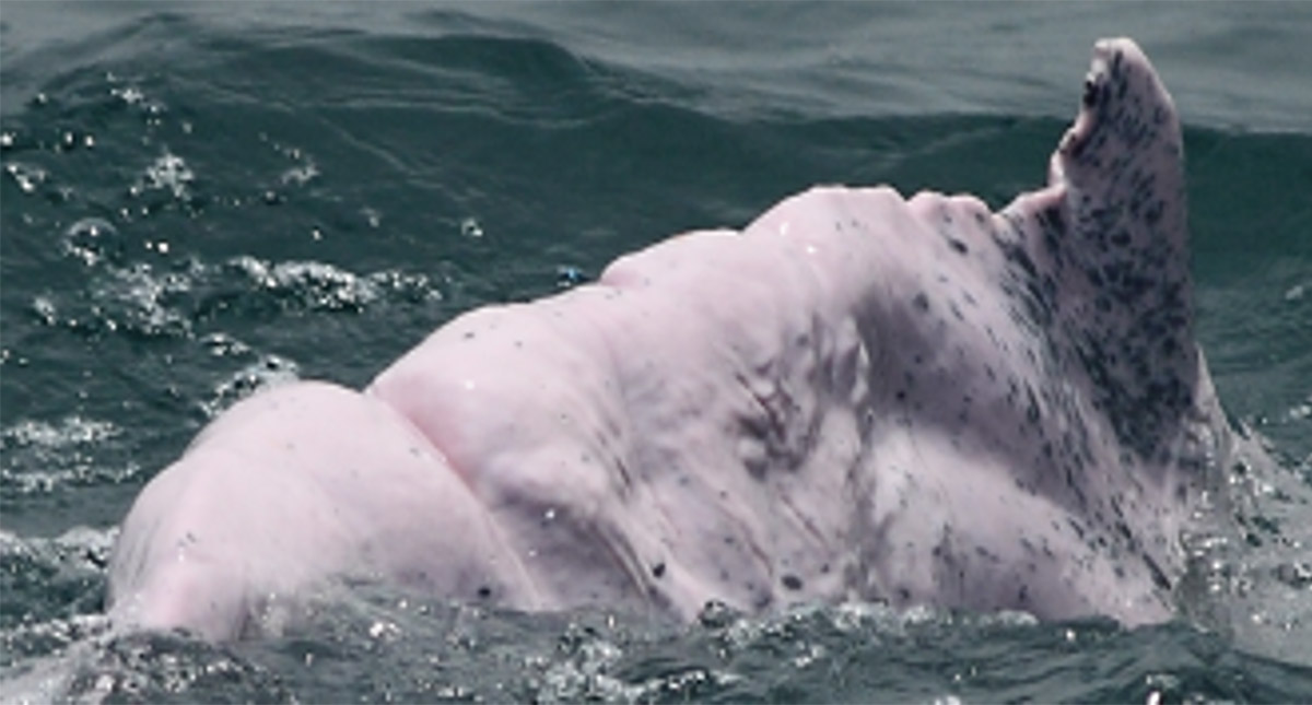 鯨豚的海洋危機
