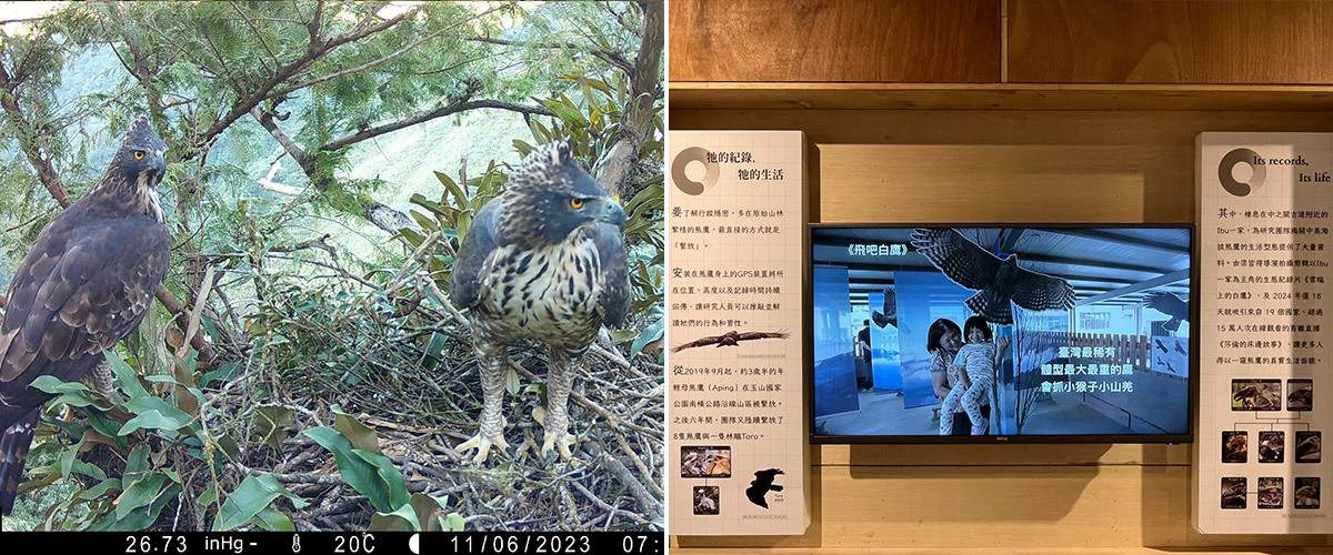 草山猛禽中心「熊鷹」特展