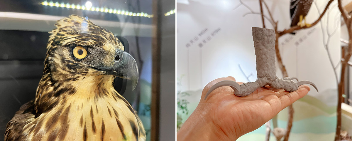 猛禽會熊鷹特展