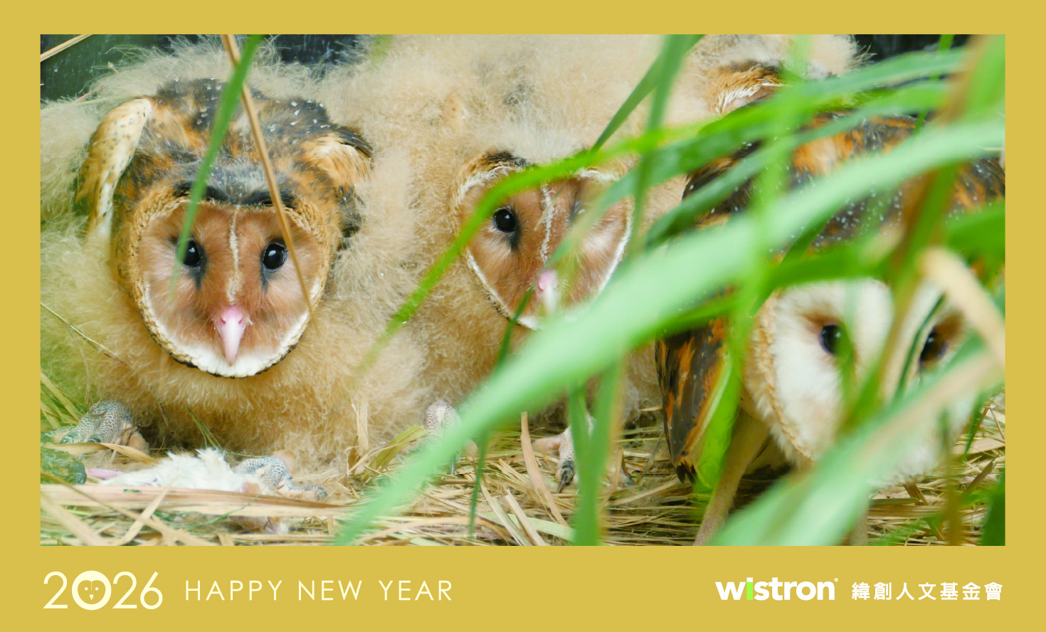 「東方草鴞」新年賀卡_D