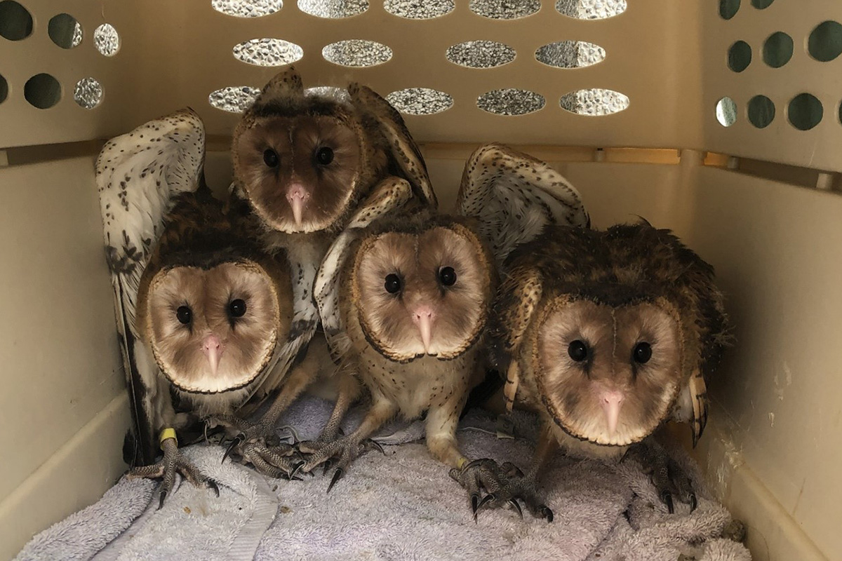 草鴞的科研情緣