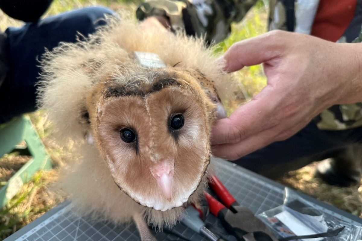 草鴞的科研情緣