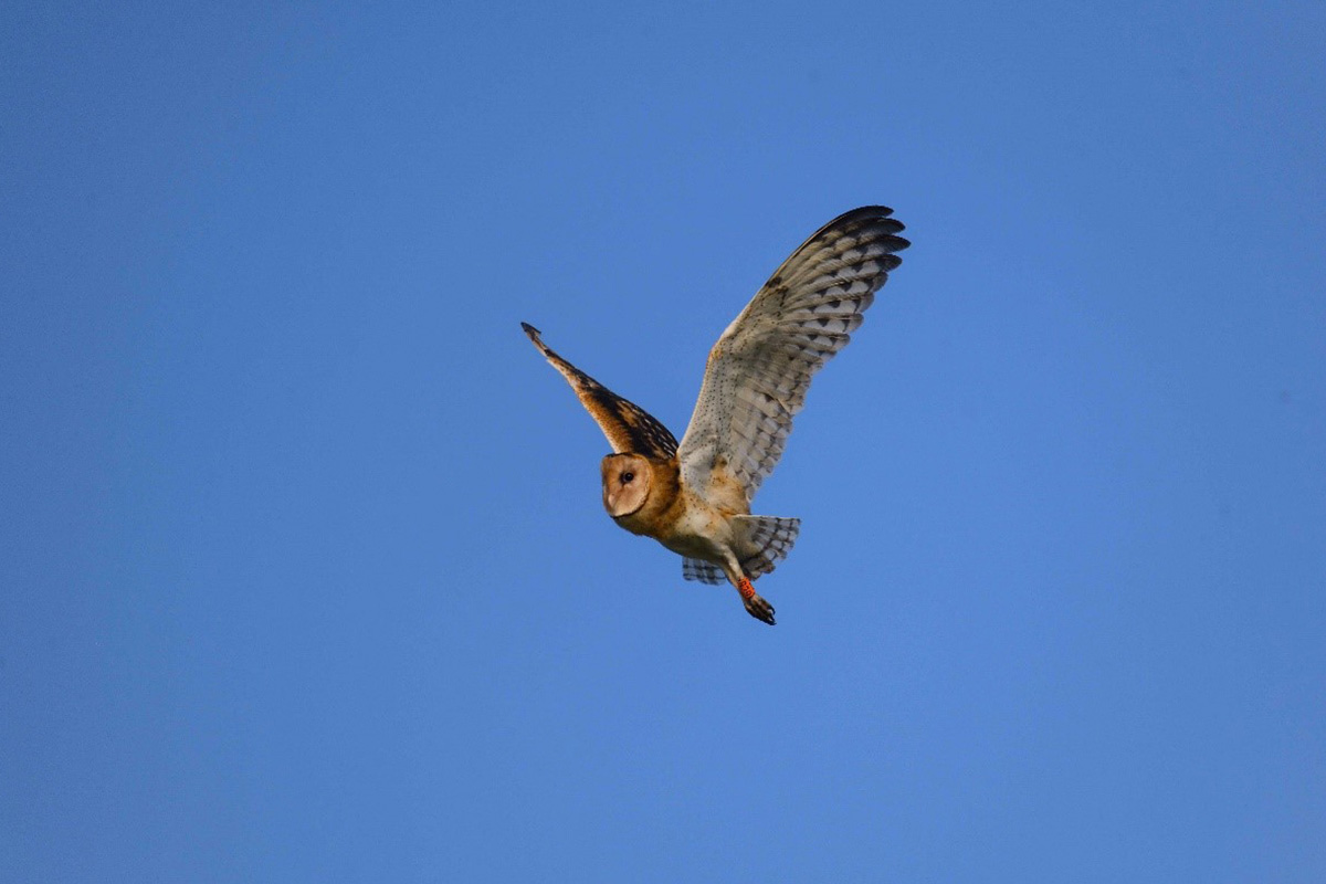 草鴞的科研情緣