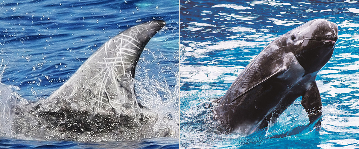 《黑潮尋鯨》解密花紋海豚