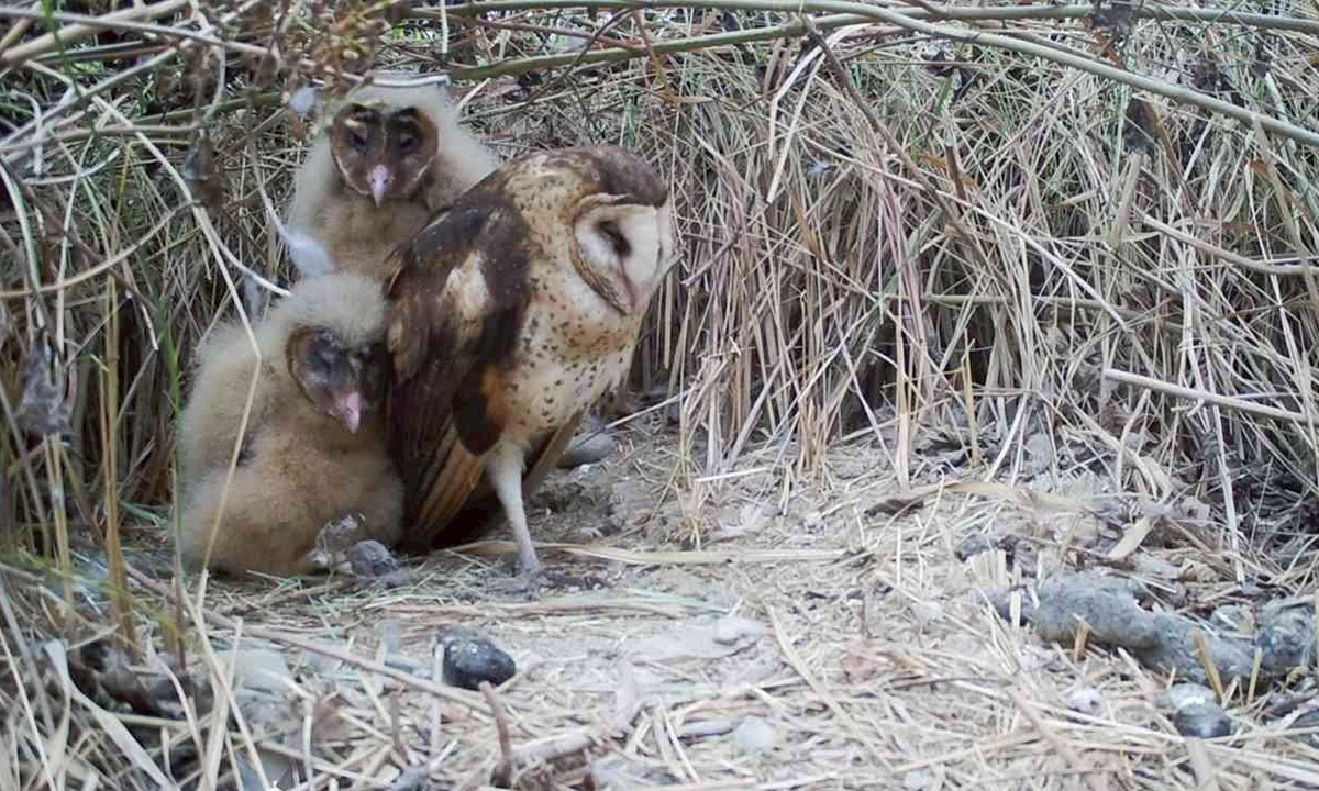 草鴞的棲地樂園