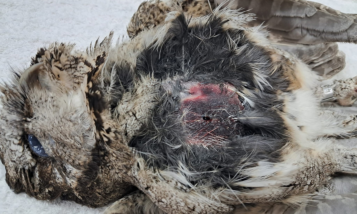 106隻猛禽遺體揭開的生態警訊